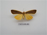 藏品(黑緣灰苔蛾)的圖片